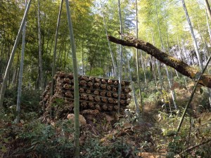 50.- Bamboo forest precut 1